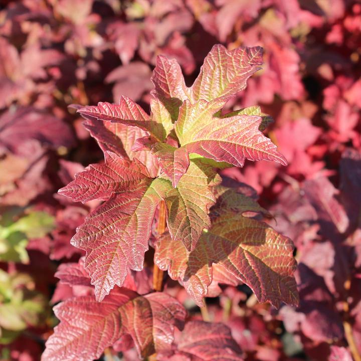 Produktbild Zulauf Gemeiner Schneeball / Viburnum opulus 'Roseum' (100 cm)