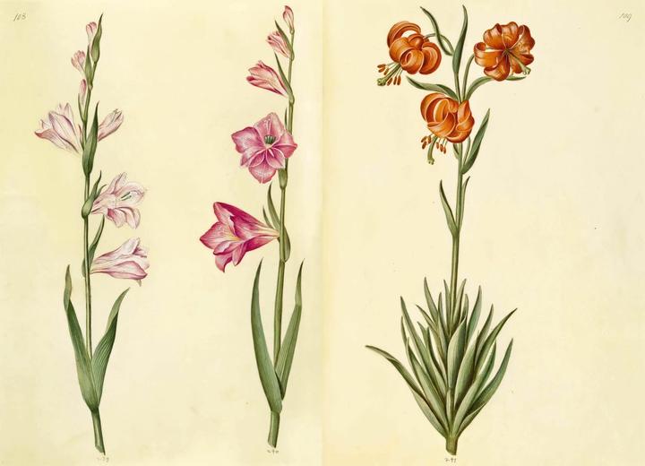 Produktbild Das Grüne Florilegium – The Green Florilegium (dt./engl.) (Deutsch, Hanne Kolind Poulsen, 2019)