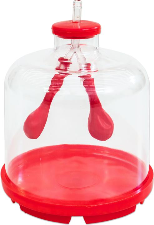 Actual product image Betzold Lung Function Model