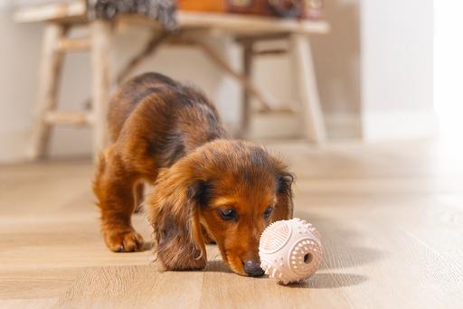 Actual product image Beeztees Puppy Dental Ball (Dog chew toy)