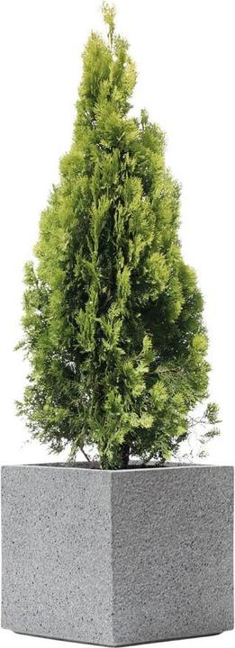 Actual product image Kirschke Rockline (44 cm)