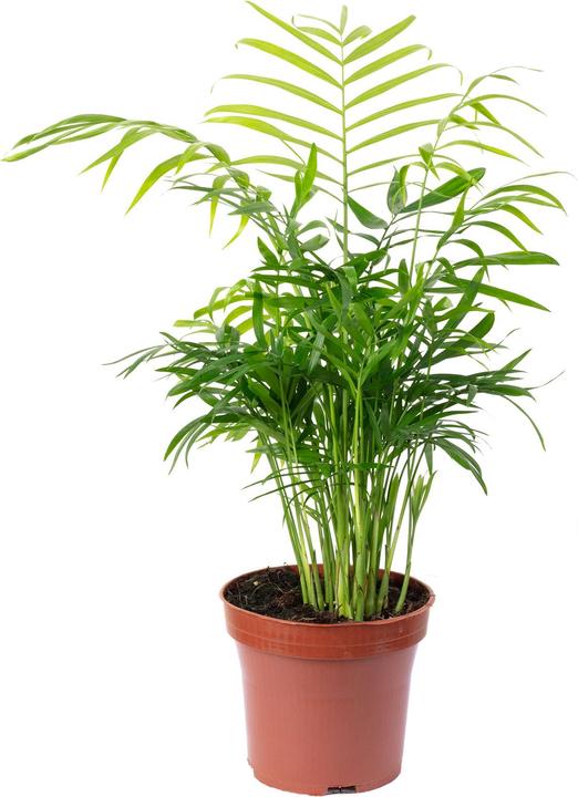 Produktbild Flowerbox Bergpalme - Chamaedorea elegans (Tierfreundlich)
