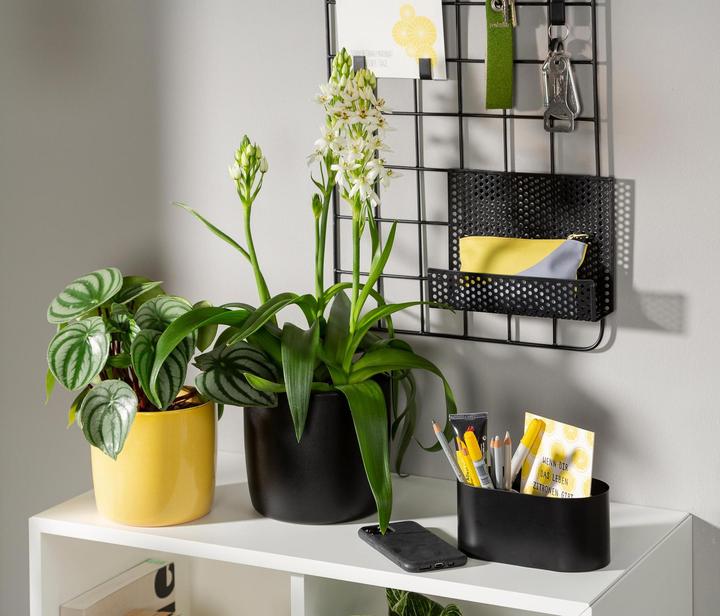 Actual product image Scheurich Flowerpot Ebano 16 cm, Black (17.60 cm)