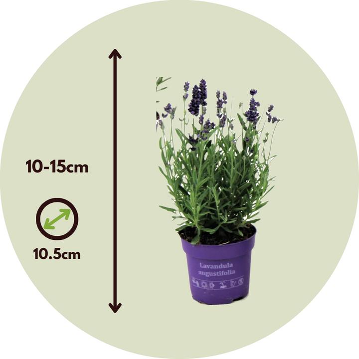Image du produit Plant in a Box Lavandula angustifolia - Set de 12 fleurs (15 cm)