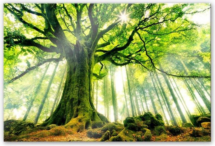 Image du produit Trenddeko Kiciak - Forêt de contes de fées (60 x 40 cm)