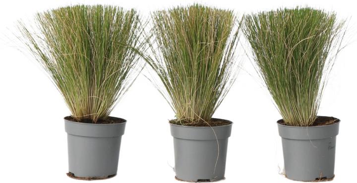 Actual product image Plant in a Box Stipa tenuifolia 'Pony Tails' - Set of 3 ornamental feather grasses (20 cm)