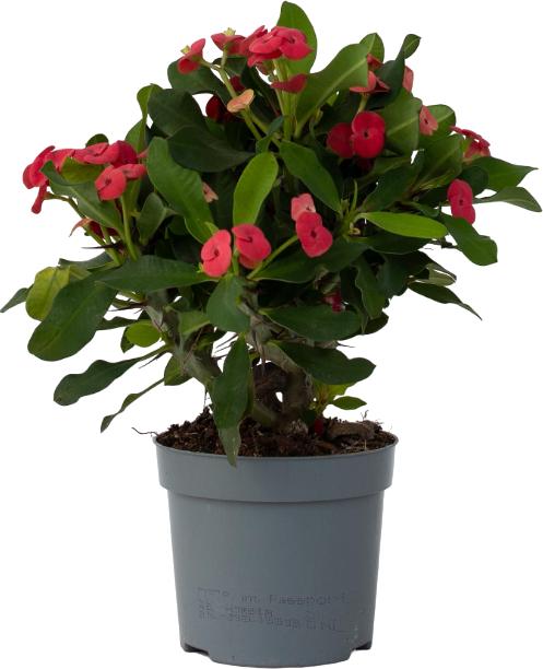 Produktbild Plant in a Box Euphorbia Milii - Honigheuschrecke (25 cm)