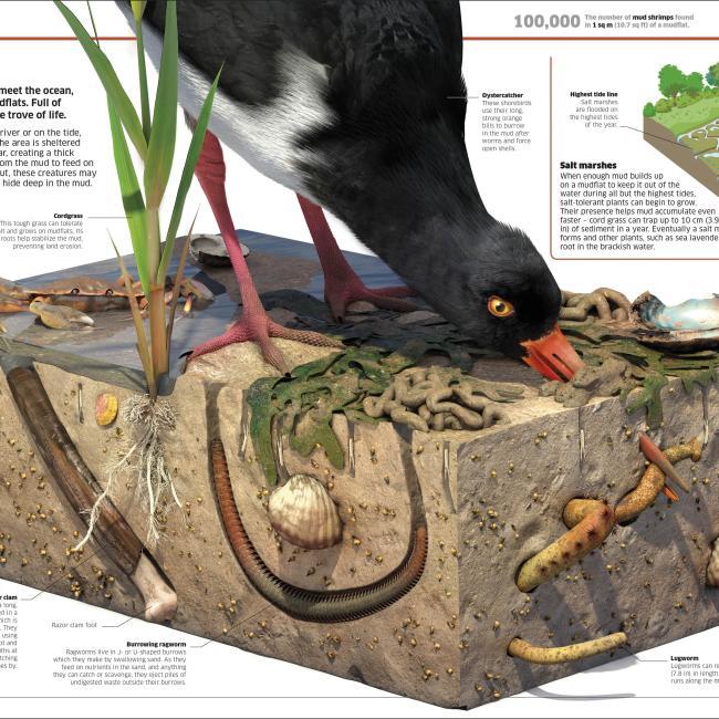 Image du produit Knowledge Encyclopedia Ocean! (Anglais, Collectif, 2020)