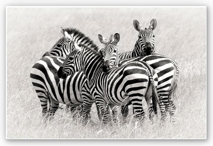 Immagine prodotto Trenddeko Trubitsyn - Zebre nella savana (30 x 20 cm)