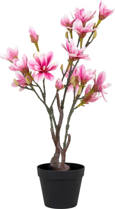 Immagine prodotto House Nordic Magnolia (75 cm)