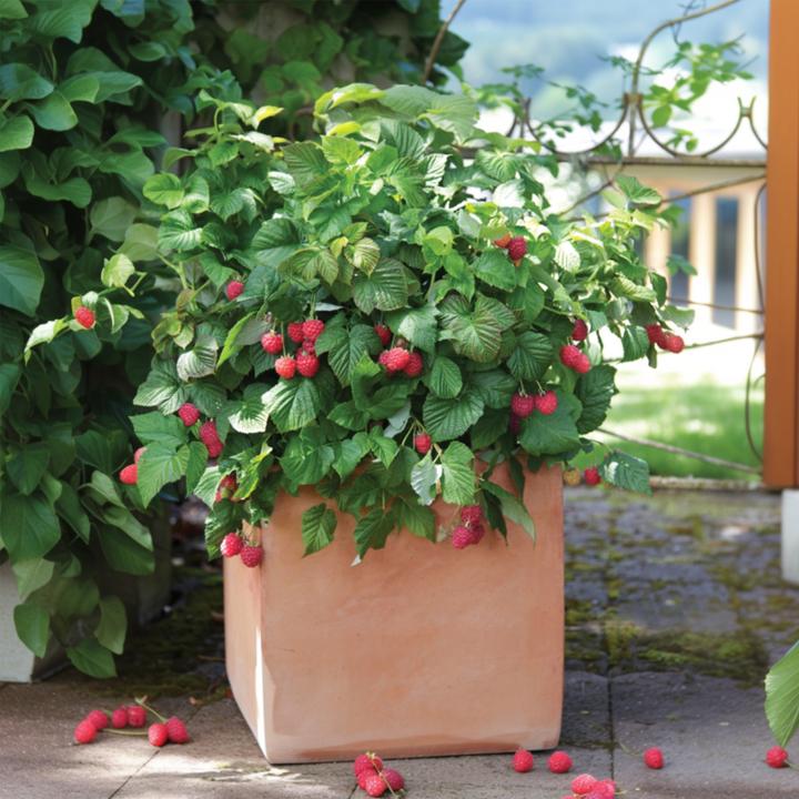 Immagine prodotto Plant in a Box Rubus ideaus 'Autumn Bliss' - 6er Set Himbeerpflanzen (25 cm)
