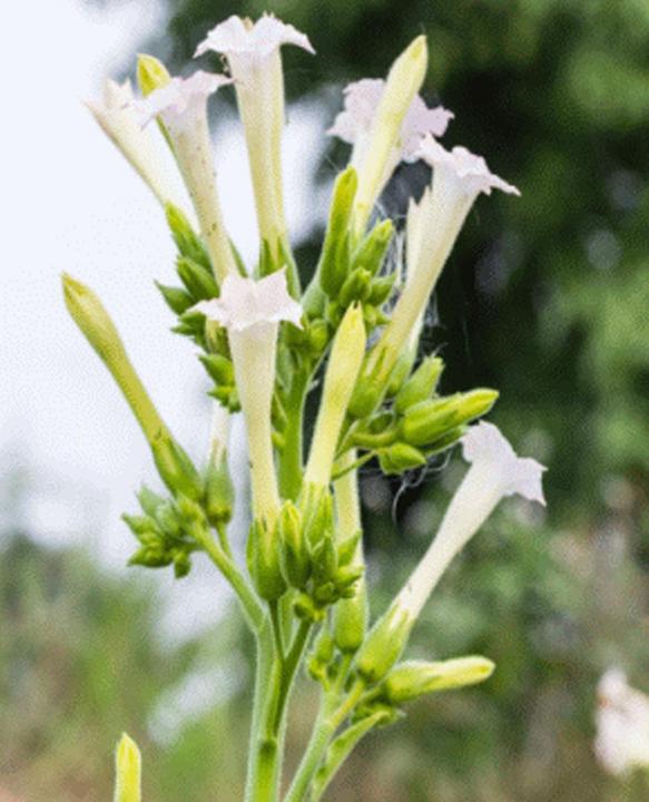 Image du produit Tropica Tabac blanc de montagne (Nicotiana Sylvestris Alba) (Graines de plantes)