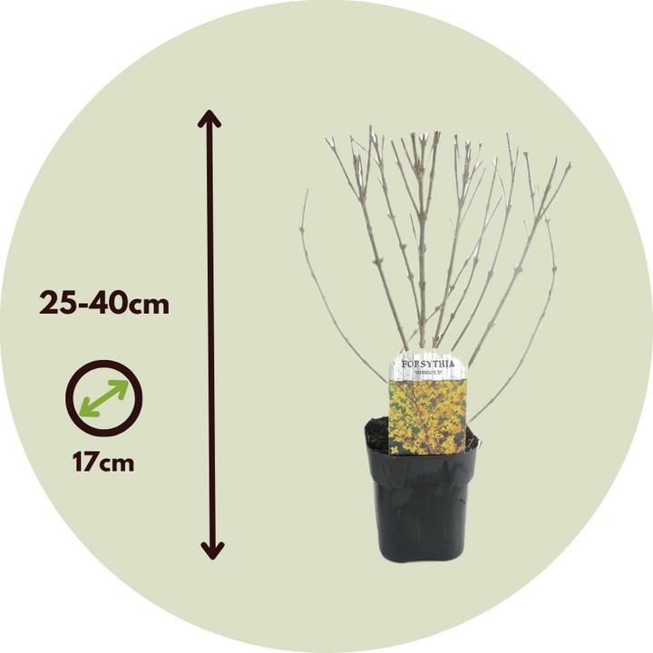 Immagine prodotto Plant in a Box Forsythia intermedia 'Minigold' - Set di 4 Forsythia (25 cm)