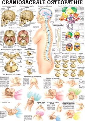 Image du produit Ruediger RÜDIGER Mini-Poster Ostéopathie Craniosacrale 23 x 33 fr (23 x 33 cm)