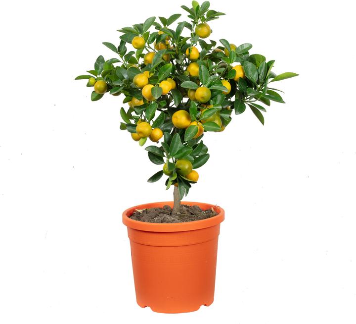 Actual product image Flowerbox Calamondin orange - Citrofortunella microcarpa (46 cm)