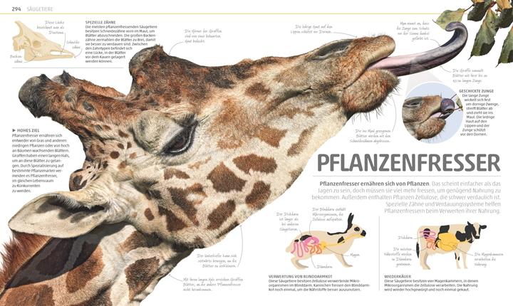 Produktbild Mega-Wissen. Natur (Deutsch, DK Verlag - Kids, 2018)