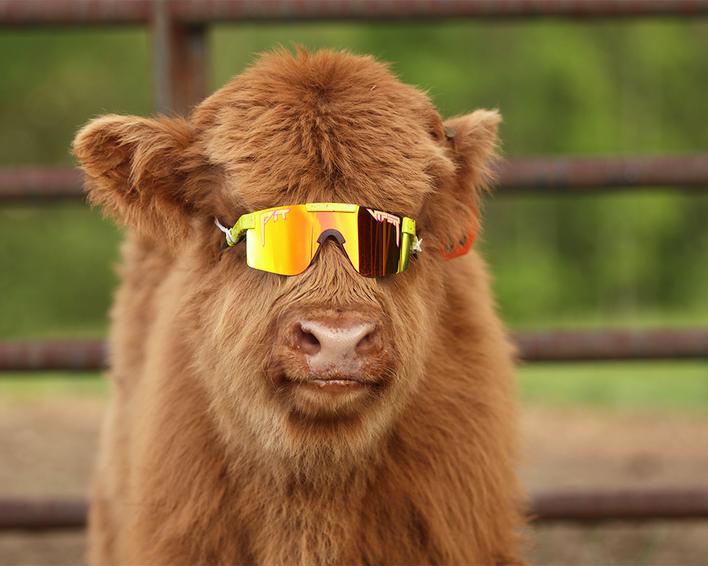 Actual product image Pit Viper The 1993 Polarized Double Wide (Yellow, Yellow)
