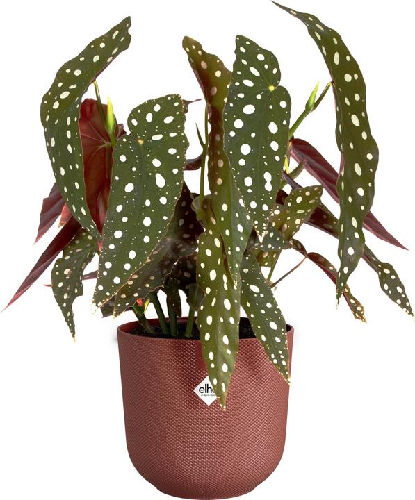 Image du produit Elho Jazz rond (16.50 cm)