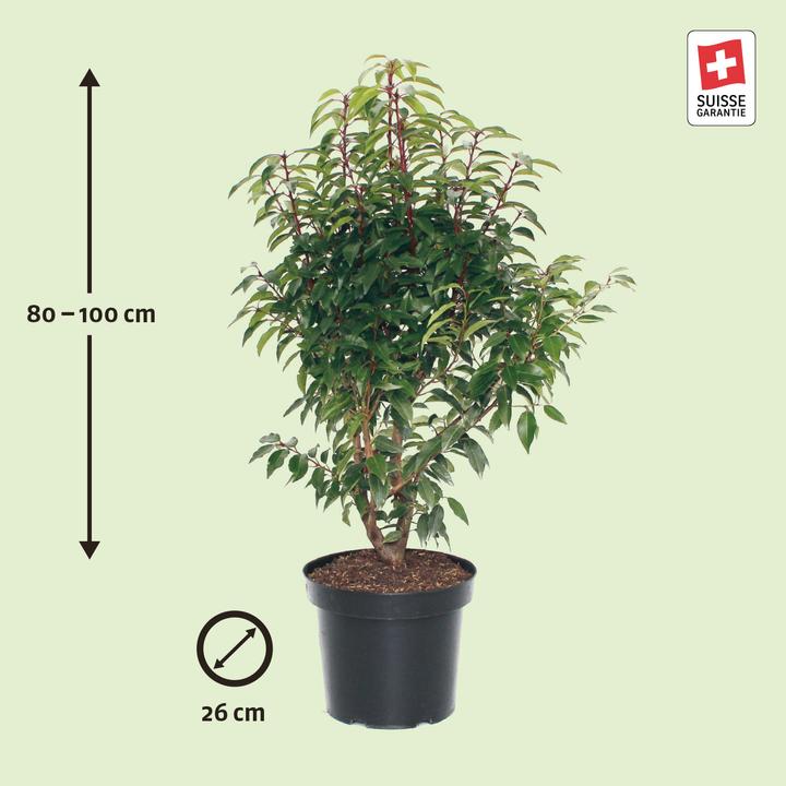 Image du produit Zulauf Portugiesischer Kirschlorbeer / Prunus lusi. 'Angustifolia' (100 cm)