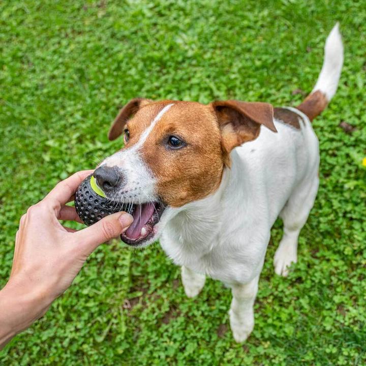 Immagine prodotto Ferplast Chewa Boing (Palla giocattolo per cani)