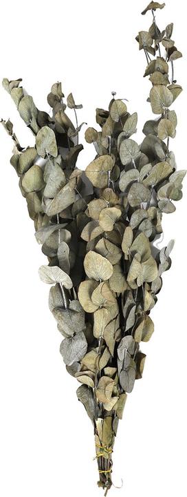 Actual product image Dijk Eucalyptus - Eucalyptus (Dried flowers)