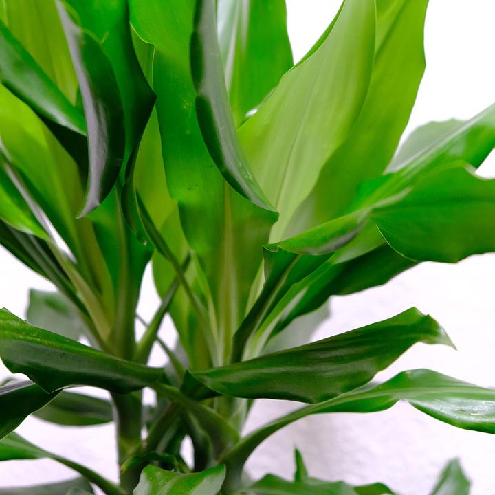 Image du produit VEG and the City Lafia (Dragonnier - Dracaena steudneri) (105 cm)