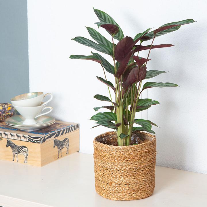 Actual product image VEG and the City Nobres (Basket marante -Calathea compactstar) (40 cm)