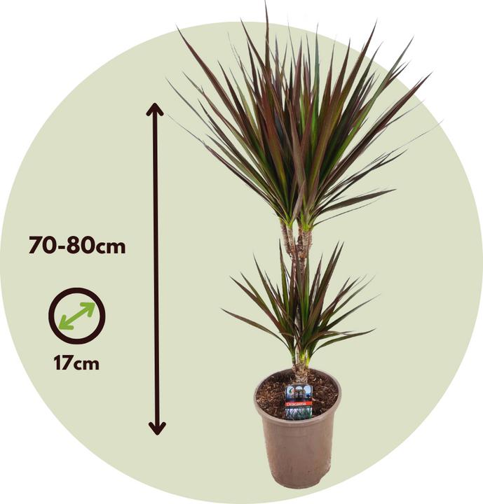 Actual product image Plant in a Box Dracaena Marginata Magenta - Dragon Tree (70 cm)