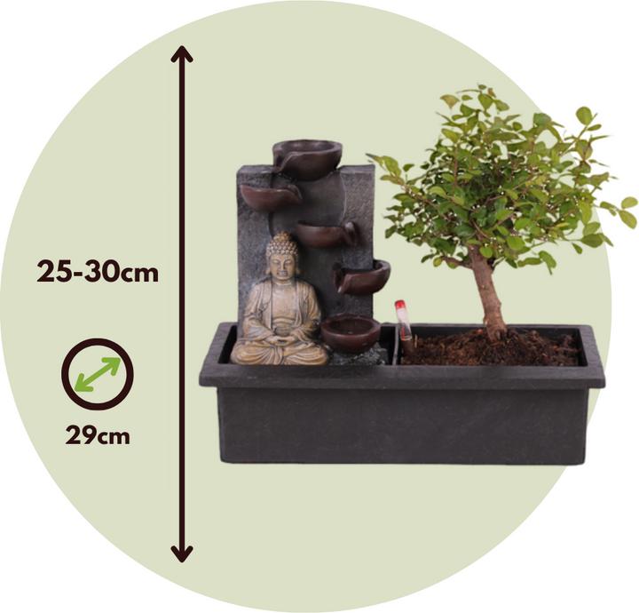 Image du produit Plant in a Box Bonsaï Ligustrum, Carmona, Ficus Retusa, Syzygium, Sageretia - Bonsaï système d'eau Bouddha (35 cm)