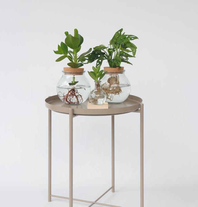 Immagine prodotto Plant in a Box Monstera Adansonii 'Monkey Mask' - Foglia di finestra in vetro (35 cm)