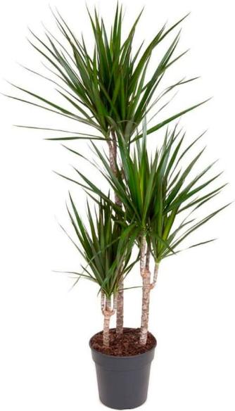 Actual product image Fresca-Plant Dracaena Marginata (21 cm)