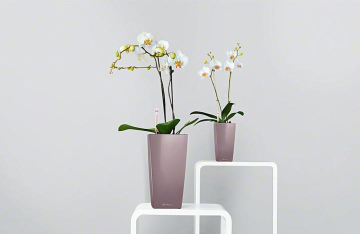 Actual product image Lechuza Mini Cubi (9.50 cm)