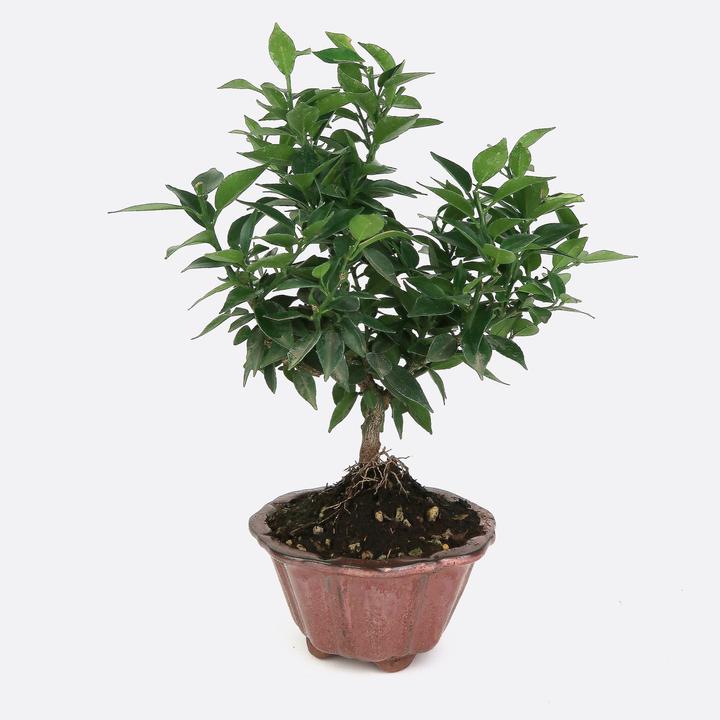 Bonsai.ch Citrus myrtifolia bitter orange