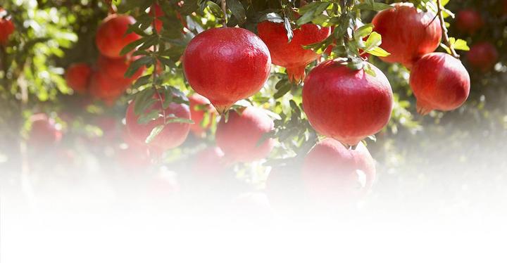 Actual product image Weleda Pomegranate Regeneration Oil (Body oil, 100 ml)