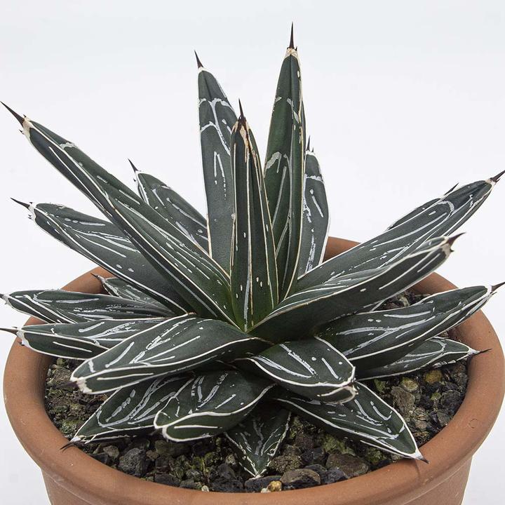 Actual product image Kakteen Gautschi Agave victoria reginae (25 cm)