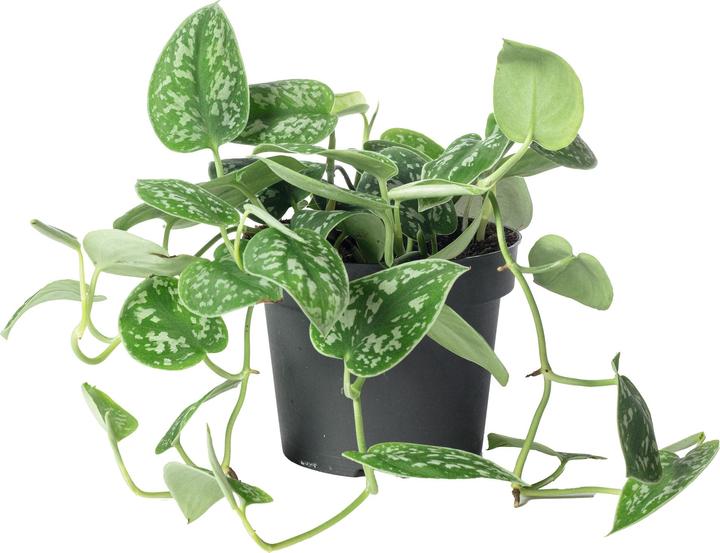 Produktbild Flowerbox Gefleckte Efeutute - Scindapsus pictus 'Argyraeus' (15 cm)