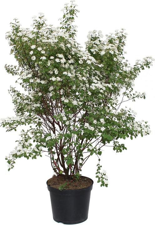 Produktbild Zulauf Pracht-Spiere / Spiraea vanhouttei (100 cm)