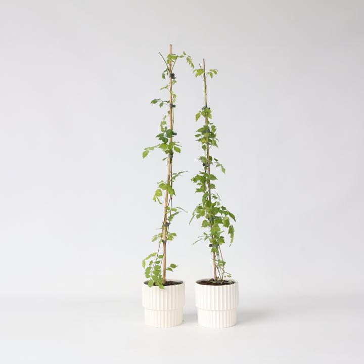 Actual product image Plant in a Box Campsis radicans - set of 2 trumpet climbers (110 cm)