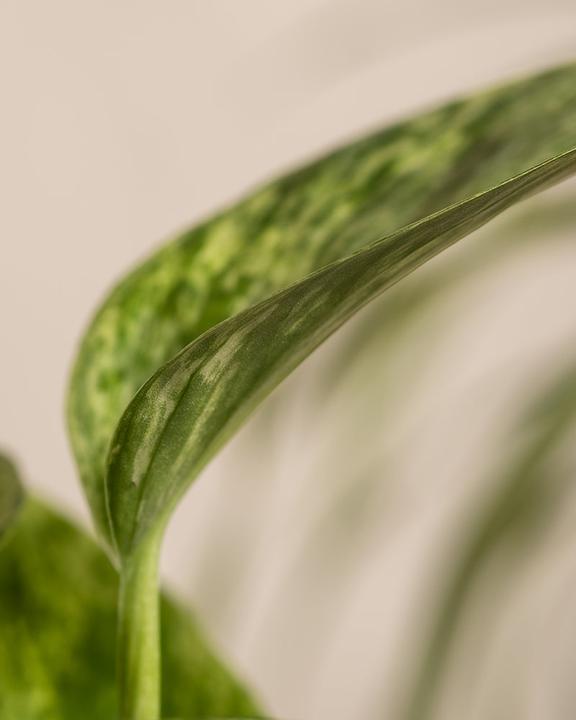 Produktbild feey Efeutute Marble Queen (25 cm, Frisch umgetopft)