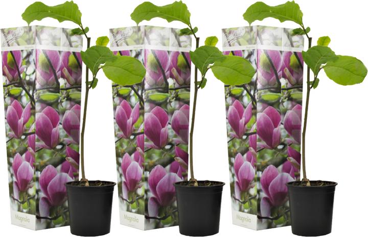 Produktbild Plant in a Box Magnolia Susan - 3er Set Magnolie (25 cm)