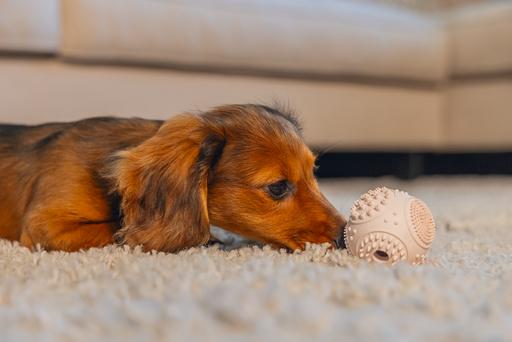 Actual product image Beeztees Puppy Dental Ball (Dog chew toy)