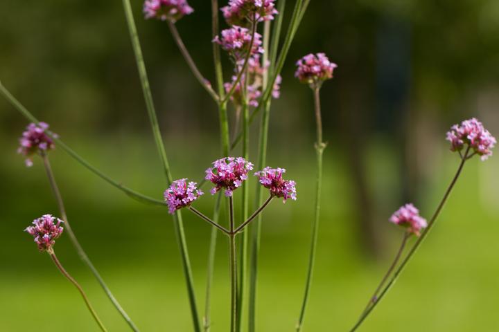Actual product image Zollinger Bio Patagonian verbena (Argentine verbena) (Plant seeds)