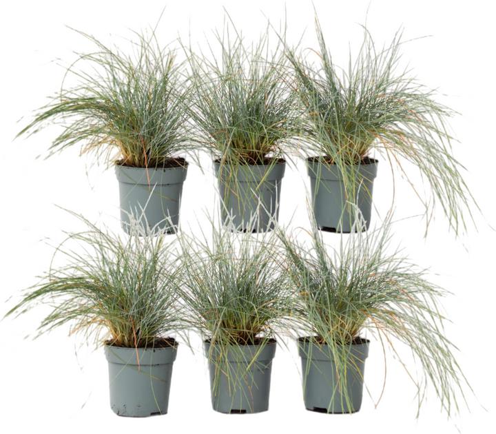 Produktbild Plant in a Box Festuca glauca 'Elijah Blue' - 6er Set Blaugrünes Schwingel (10 cm)