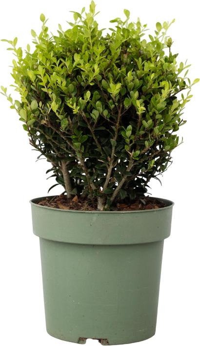 Immagine prodotto Plant in a Box Ilex crenata 'Jenny' - Agrifoglio giapponese (30 cm)