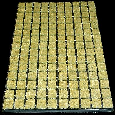 Produktbild Cultilene Stecklings-Tray, 150 Stk à 2.5 x 2.5cm