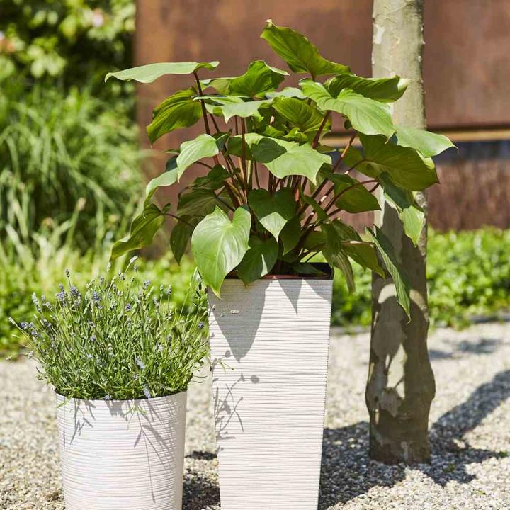 Produktbild Siena Garden ECO Nizza (25 cm)