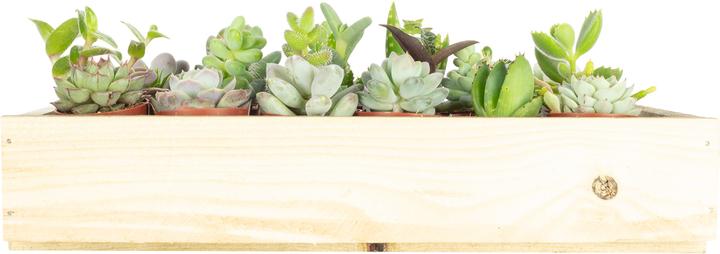 Produktbild Flowerbox Bio Sukkulenten mini Mix - 30 Pflanzen in Holzkiste
