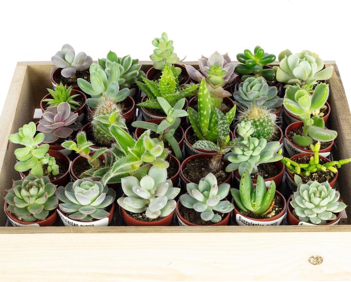 Produktbild Flowerbox Bio Sukkulenten mini Mix - 30 Pflanzen in Holzkiste
