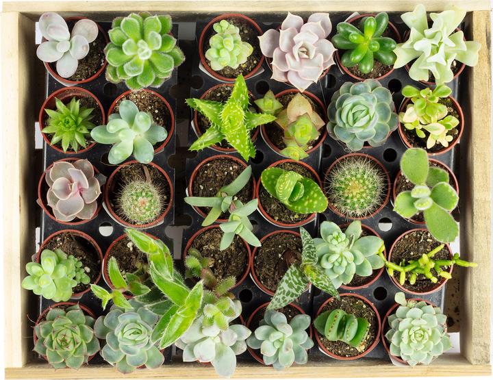 Produktbild Flowerbox Bio Sukkulenten mini Mix - 30 Pflanzen in Holzkiste