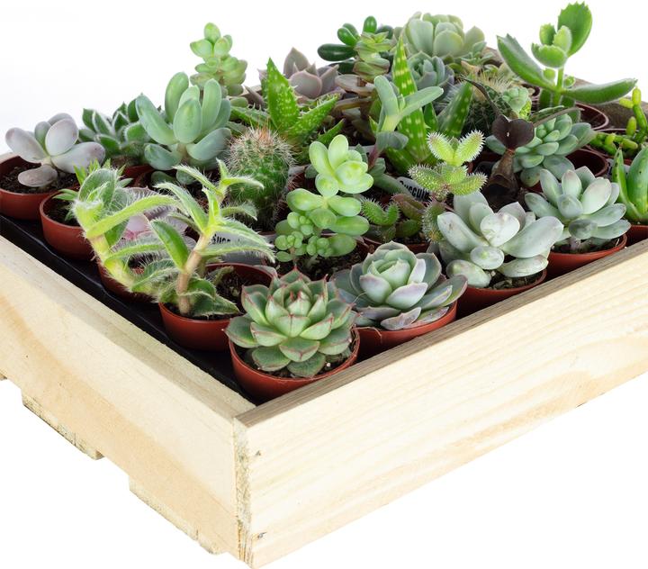 Produktbild Flowerbox Bio Sukkulenten mini Mix - 30 Pflanzen in Holzkiste